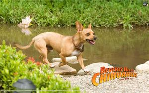 Beverly Hills Chihuahua